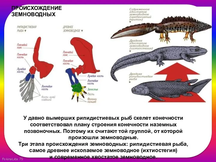 ПРОИСХОЖДЕНИЕ ЗЕМНОВОДНЫХ У давно вымерших рипидистиевых рыб скелет конечности соответствовал плану