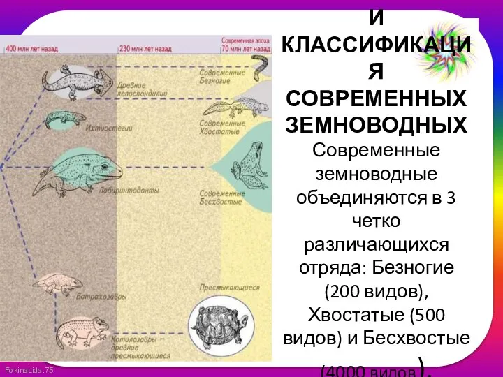 ВИДОВОЕ РАЗНООБРАЗИЕ И КЛАССИФИКАЦИЯ СОВРЕМЕННЫХ ЗЕМНОВОДНЫХ Современные земноводные объединяются в 3