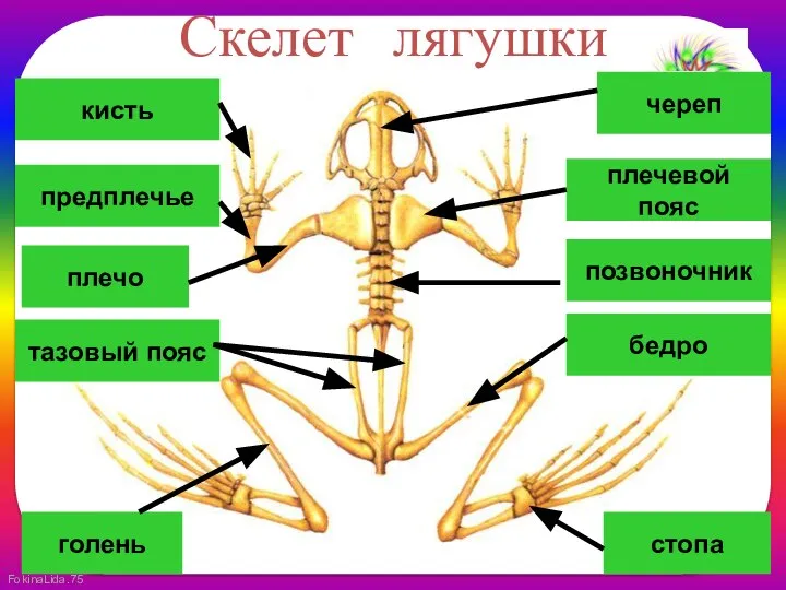 Скелет лягушки позвоночник череп плечевой пояс плечо предплечье кисть бедро тазовый пояс стопа голень