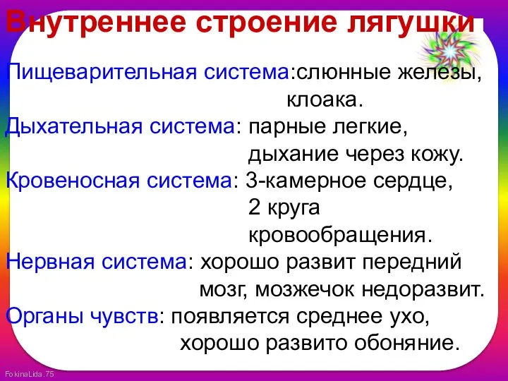 Внутреннее строение лягушки Пищеварительная система:слюнные железы, клоака. Дыхательная система: парные легкие,