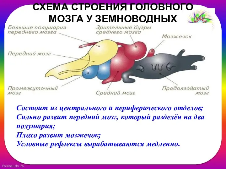 СХЕМА СТРОЕНИЯ ГОЛОВНОГО МОЗГА У ЗЕМНОВОДНЫХ Состоит из центрального и периферического