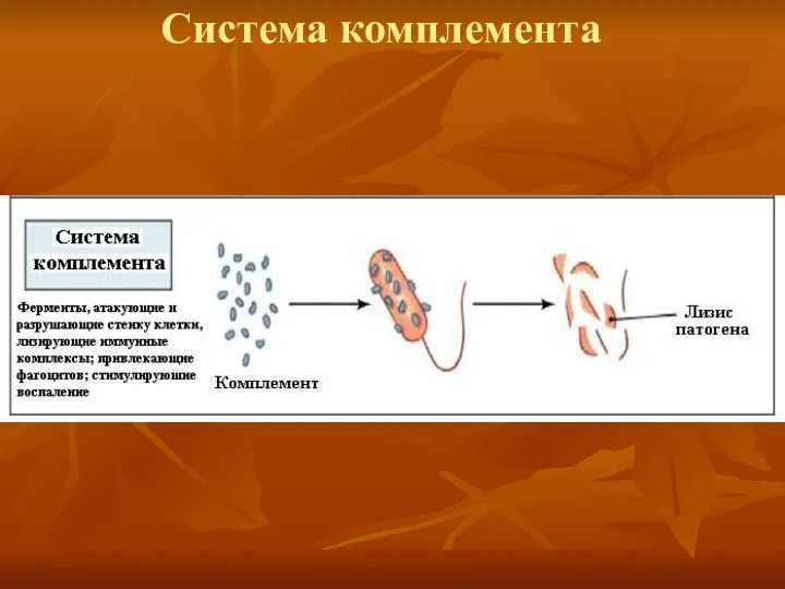 Система комплемента