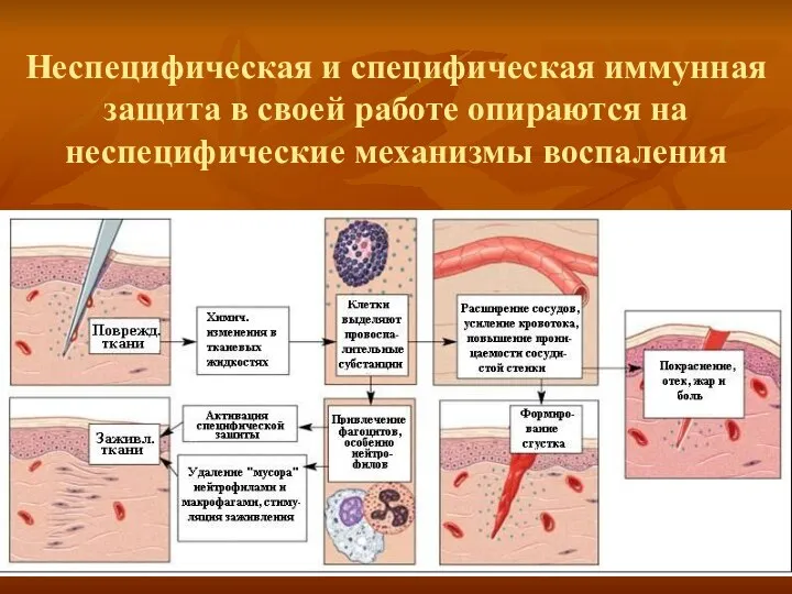 Неспецифическая и специфическая иммунная защита в своей работе опираются на неспецифические механизмы воспаления