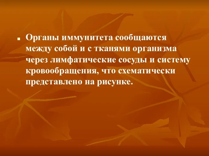 Органы иммунитета сообщаются между собой и с тканями организма через лимфатические