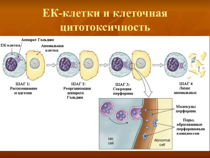 ЕК-клетки и клеточная цитотоксичность