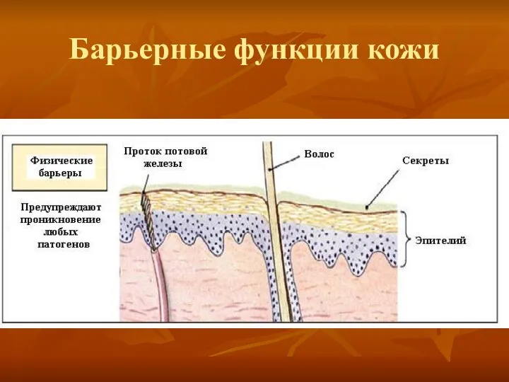 Барьерные функции кожи