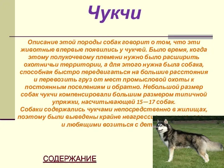 Чукчи Описание этой породы собак говорит о том, что эти животные