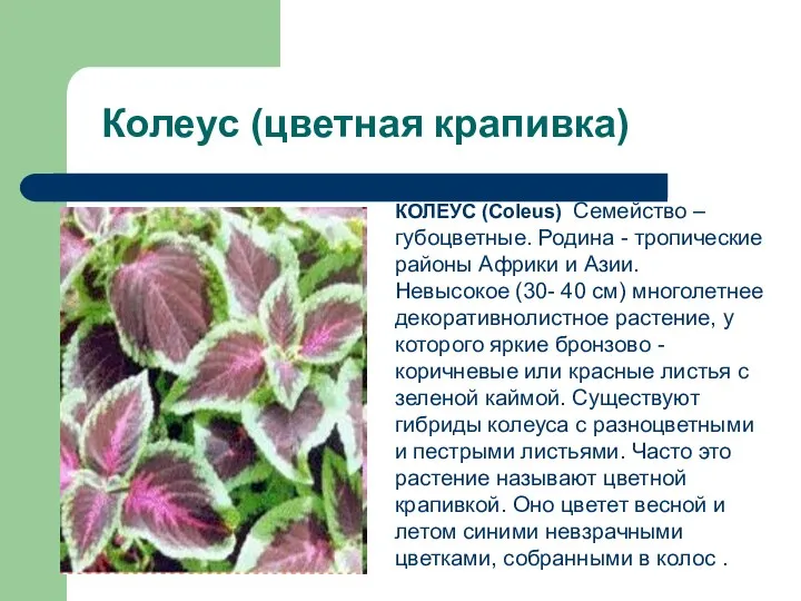 Колеус (цветная крапивка) КОЛЕУС (Coleus) Семейство – губоцветные. Родина - тропические