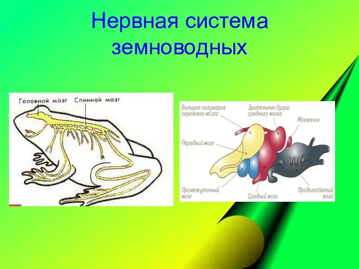 Нервная система земноводных