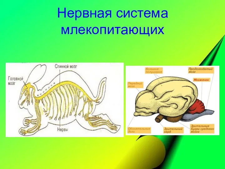 Нервная система млекопитающих