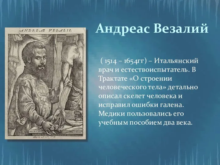 Андреас Везалий ( 1514 – 1654гг) – Итальянский врач и естествоиспытатель.