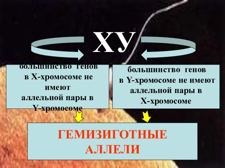 большинство генов в Х-хромосоме не имеют аллельной пары в Y-хромосоме большинство