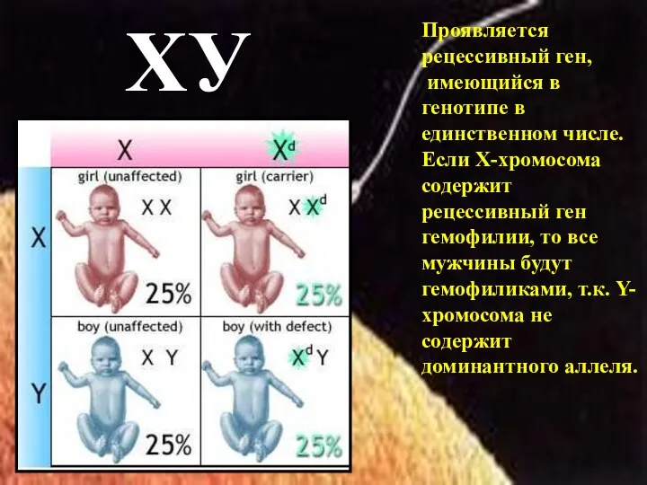 ХУ Проявляется рецессивный ген, имеющийся в генотипе в единственном числе. Если