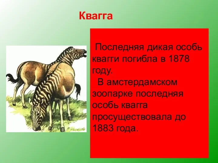 Квагга, обитавшая на юге Африки, была удивительным парнокопытным. Спереди она имела