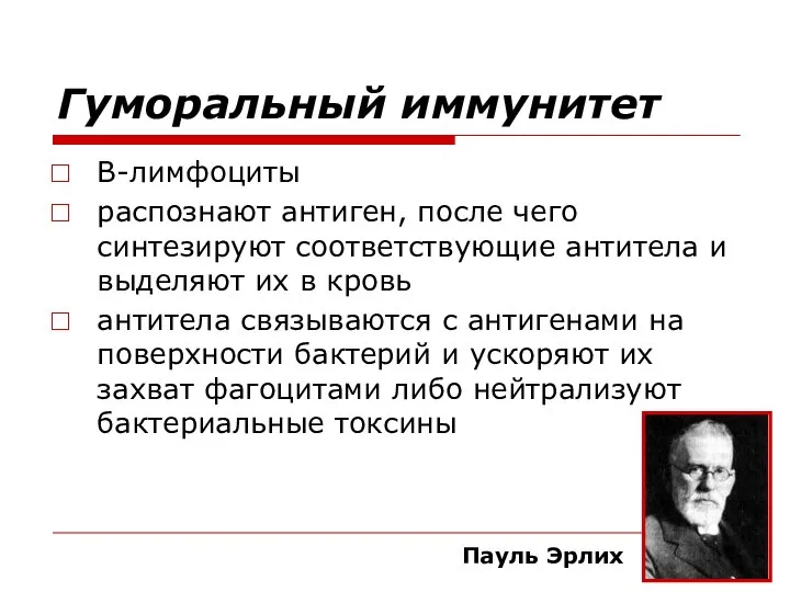 Гуморальный иммунитет B-лимфоциты распознают антиген, после чего синтезируют соответствующие антитела и