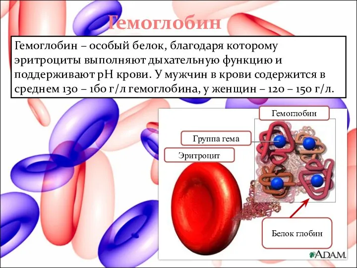 Гемоглобин Гемоглобин – особый белок, благодаря которому эритроциты выполняют дыхательную функцию