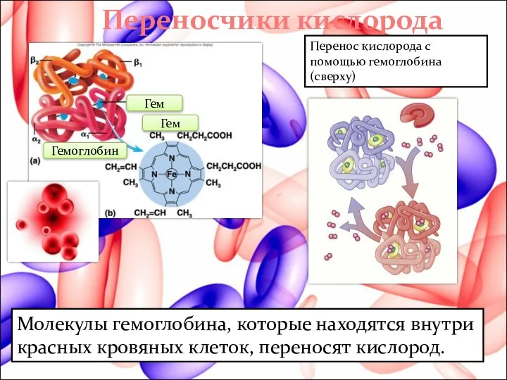 Переносчики кислорода Перенос кислорода с помощью гемоглобина (сверху) Молекулы гемоглобина, которые