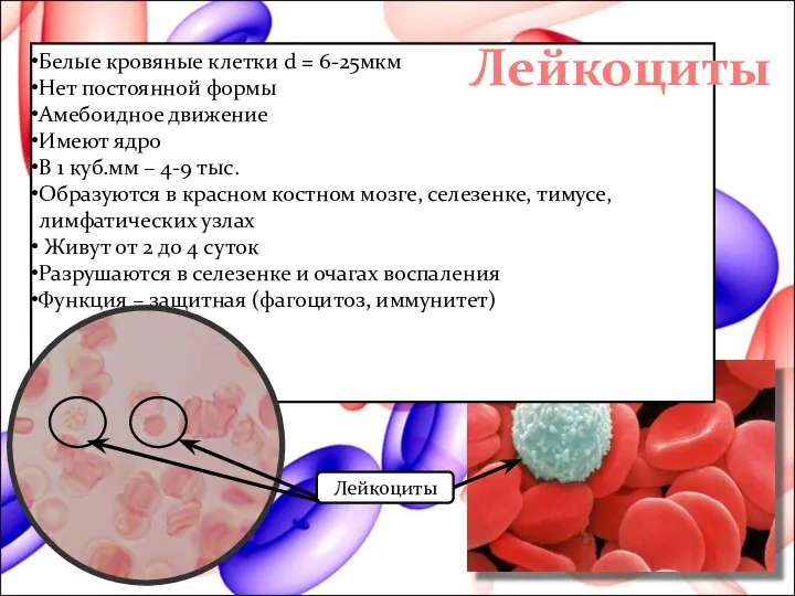 Лейкоциты 1500х Белые кровяные клетки d = 6-25мкм Нет постоянной формы