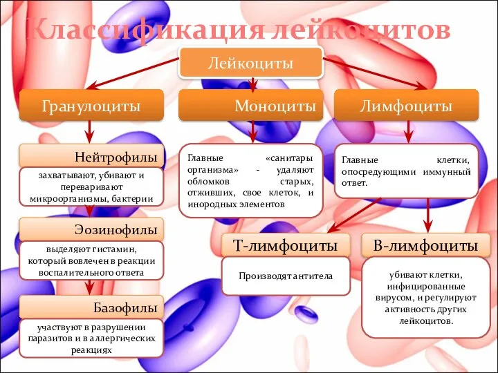 Классификация лейкоцитов Лейкоциты Гранулоциты Моноциты Лимфоциты Нейтрофилы Эозинофилы Базофилы захватывают, убивают