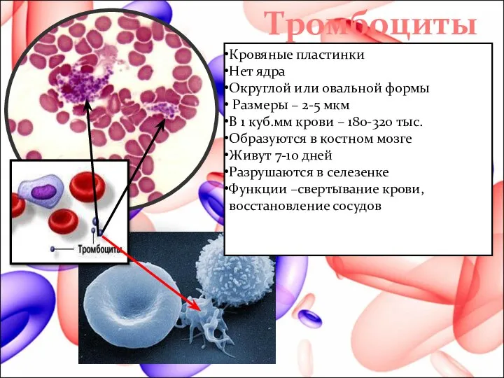 Тромбоциты Кровяные пластинки Нет ядра Округлой или овальной формы Размеры –