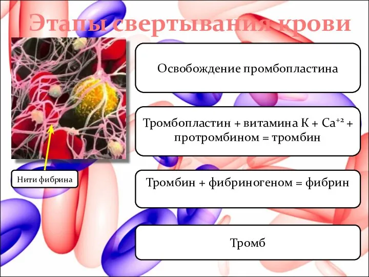 Этапы свертывания крови Нити фибрина Освобождение промбопластина Тромбопластин + витамина К