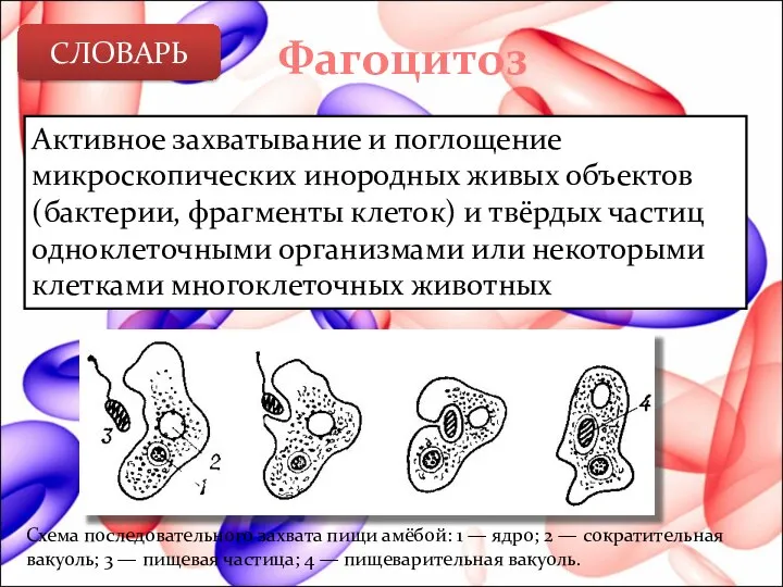 Фагоцитоз Активное захватывание и поглощение микроскопических инородных живых объектов (бактерии, фрагменты