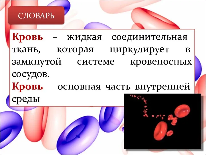 СЛОВАРЬ Кровь – жидкая соединительная ткань, которая циркулирует в замкнутой системе