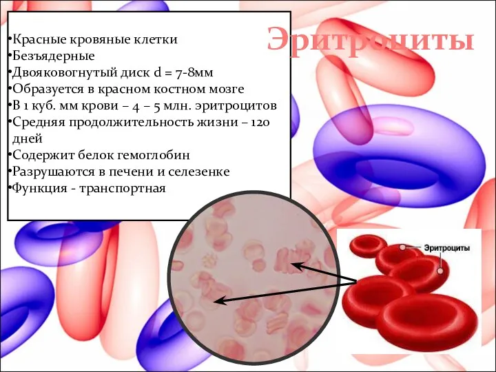 Красные кровяные клетки Безъядерные Двояковогнутый диск d = 7-8мм Образуется в