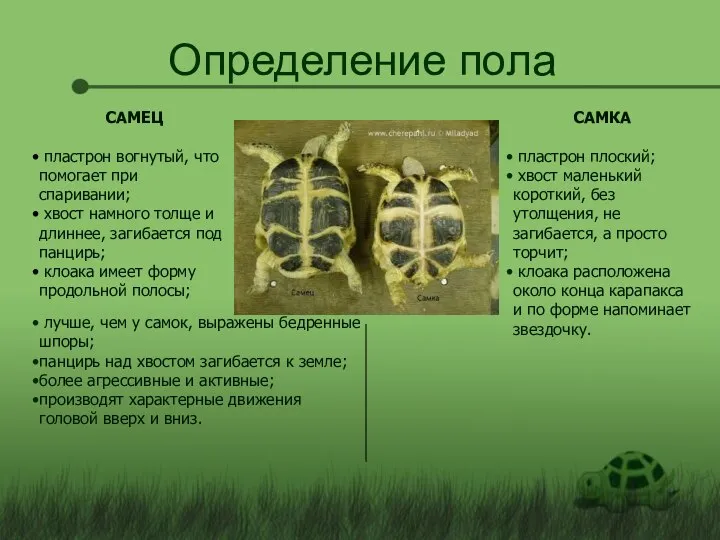 Определение пола САМЕЦ пластрон вогнутый, что помогает при спаривании; хвост намного