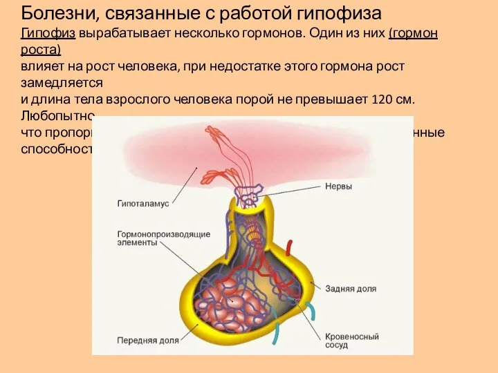 Болезни, связанные с работой гипофиза Гипофиз вырабатывает несколько гормонов. Один из