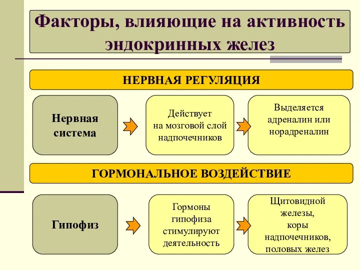 Факторы, влияющие на активность эндокринных желез НЕРВНАЯ РЕГУЛЯЦИЯ ГОРМОНАЛЬНОЕ ВОЗДЕЙСТВИЕ Нервная