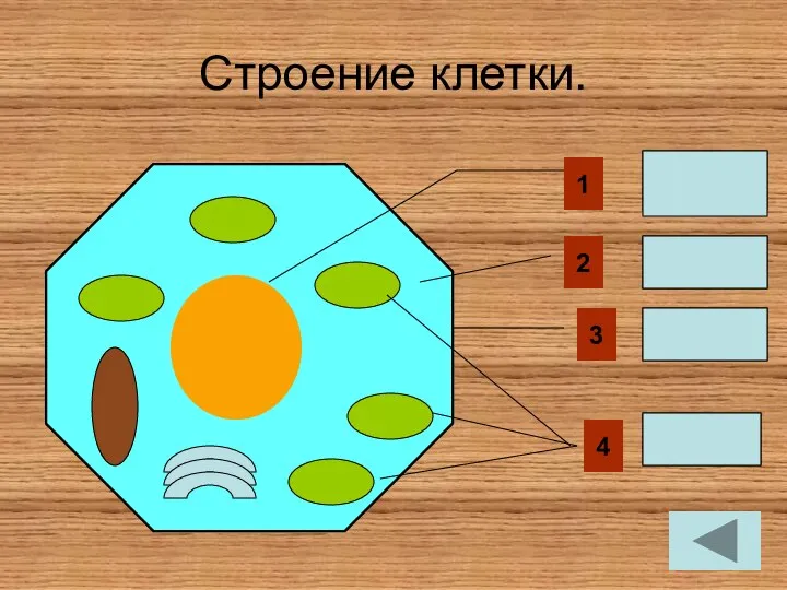 Строение клетки. 1 ЯДРО 4 2 Цитоплазма Оболочка хлоропласты 3