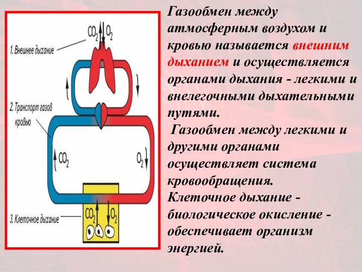 Газообмен между атмосферным воздухом и кровью называется внешним дыханием и осуществляется