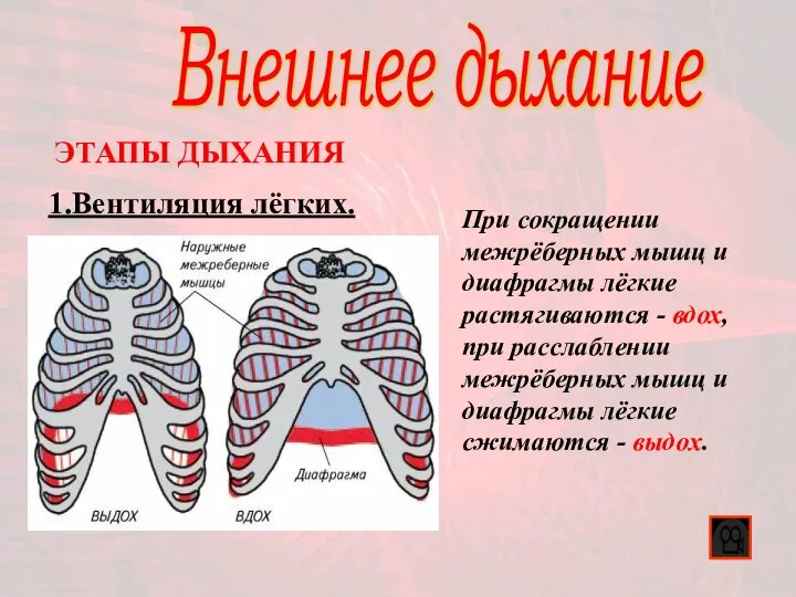 Внешнее дыхание 1.Вентиляция лёгких. ЭТАПЫ ДЫХАНИЯ При сокращении межрёберных мышц и