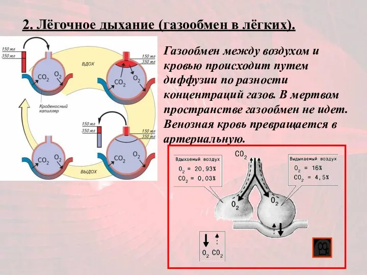 2. Лёгочное дыхание (газообмен в лёгких). Газообмен между воздухом и кровью