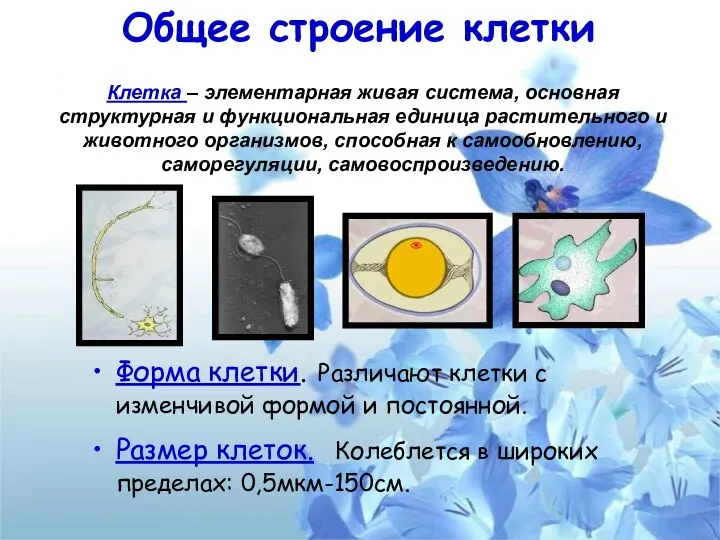 Общее строение клетки Форма клетки. Различают клетки с изменчивой формой и