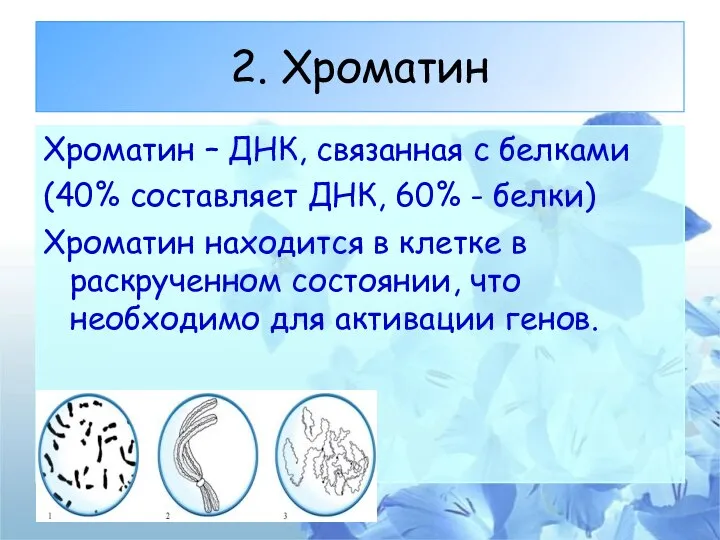 2. Хроматин Хроматин – ДНК, связанная с белками (40% составляет ДНК,