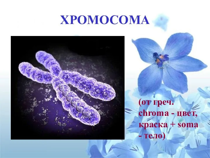 ХРОМОСОМА (от греч. chroma - цвет, краска + soma - тело)