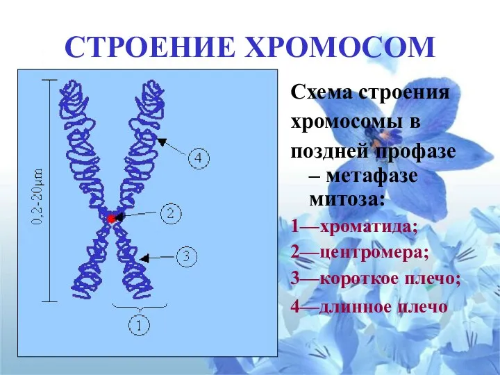 СТРОЕНИЕ ХРОМОСОМ Схема строения хромосомы в поздней профазе – метафазе митоза: