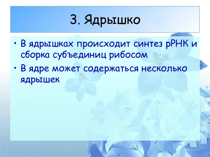 3. Ядрышко В ядрышках происходит синтез рРНК и сборка субъединиц рибосом