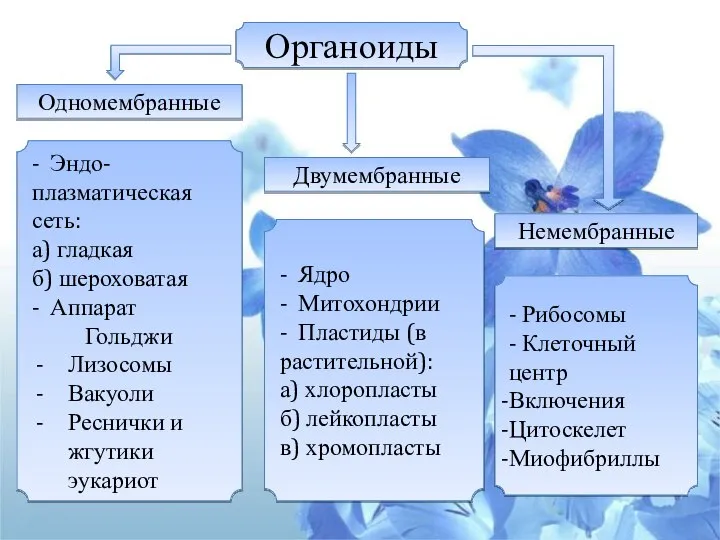 - Эндо- плазматическая сеть: а) гладкая б) шероховатая - Аппарат Гольджи