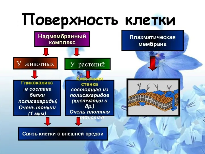 Поверхность клетки Надмембранный комплекс У животных У растений Клеточная стенка состоящая