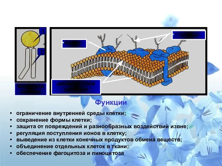 Плазматическая мембрана двойной слой липидов белки углеводы Функции ограничение внутренней среды