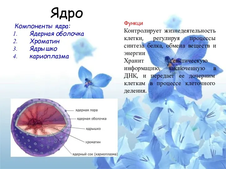 Ядро Компоненты ядра: Ядерная оболочка Хроматин Ядрышко кариоплазма Функци Контролирует жизнедеятельность