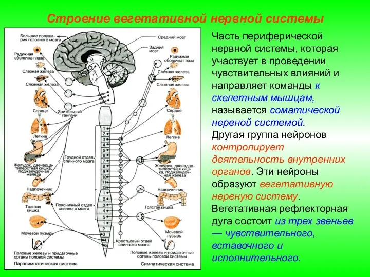 Строение вегетативной нервной системы Часть периферической нервной системы, которая участвует в