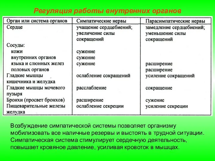 Регуляция работы внутренних органов Возбуждение симпатической системы позволяет организму мобилизовать все