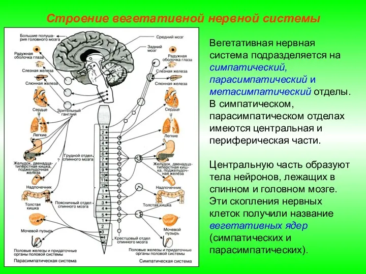 Строение вегетативной нервной системы Вегетативная нервная система подразделяется на симпатический, парасимпатический