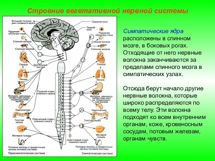 Строение вегетативной нервной системы Симпатические ядра расположены в спинном мозге, в