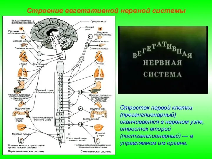 Строение вегетативной нервной системы Отросток первой клетки (преганглионарный) оканчивается в нервном