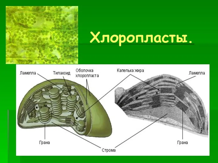 Хлоропласты.